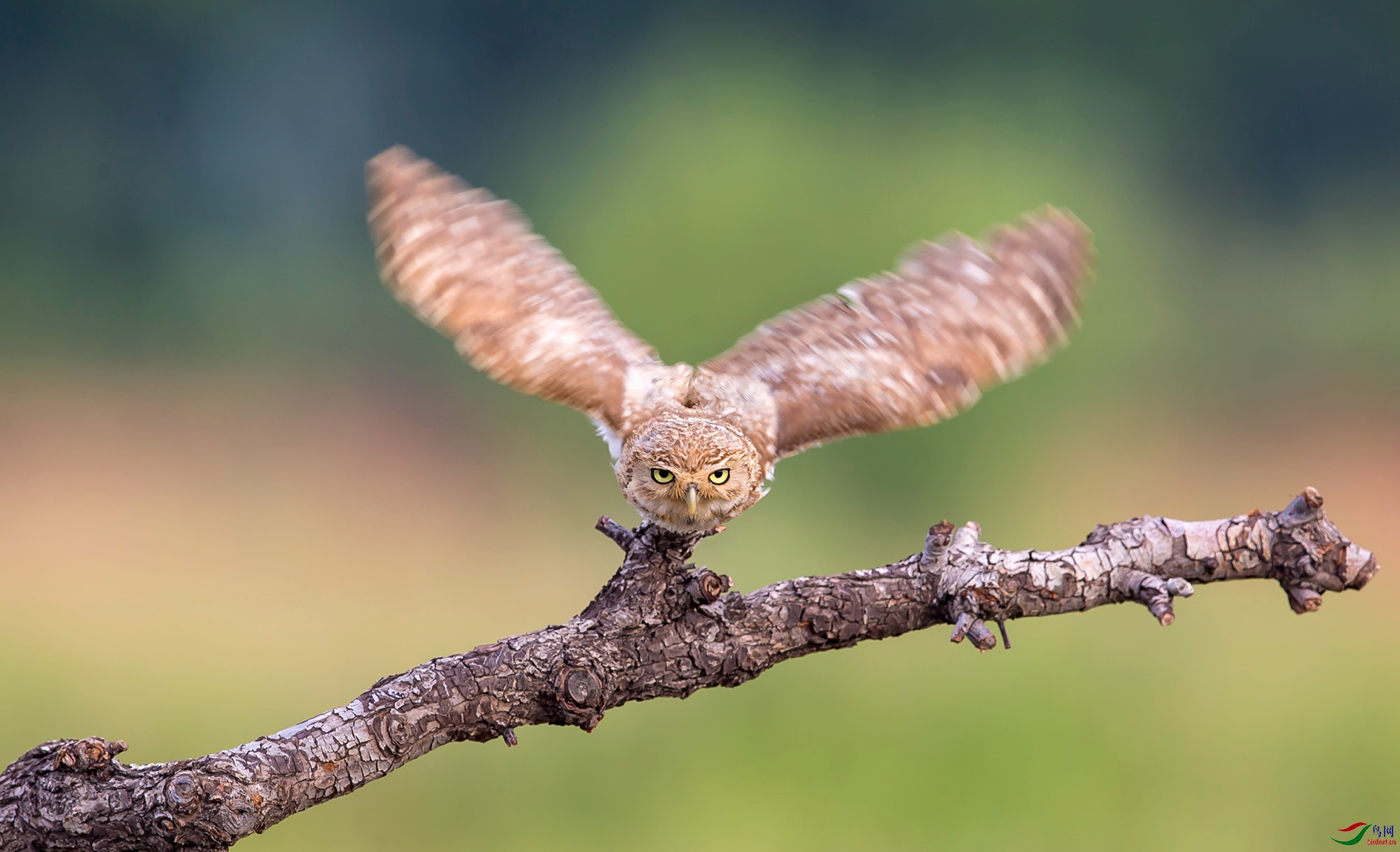 ���Ƹ�С�^