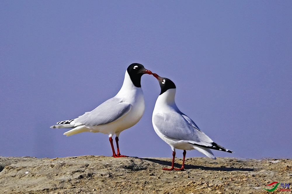 FR5A3304-�ָ���.jpg