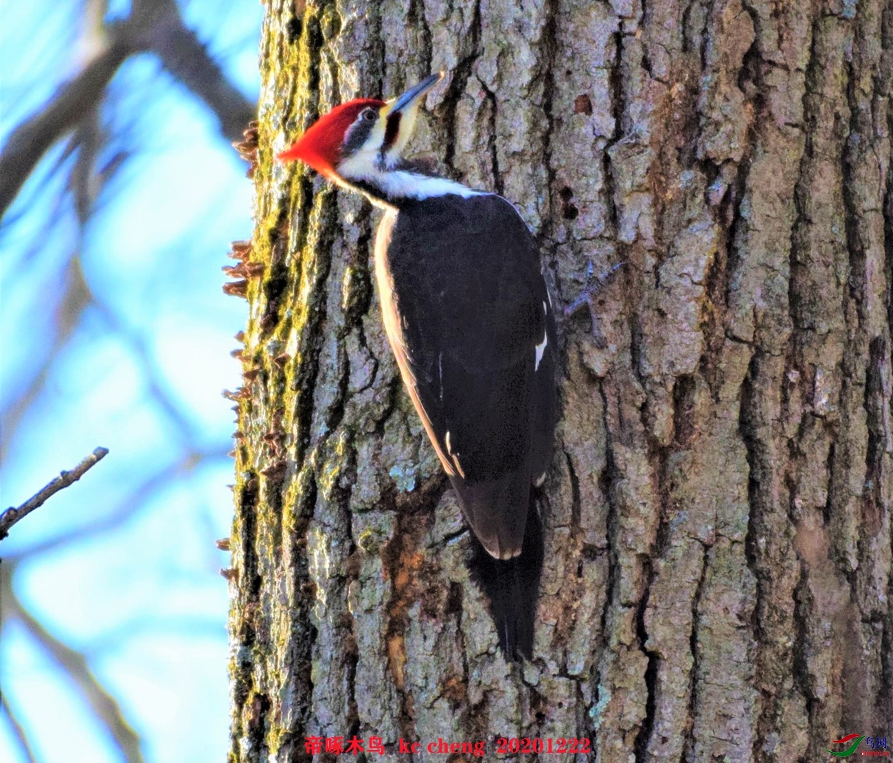 树干上的帝啄木鸟