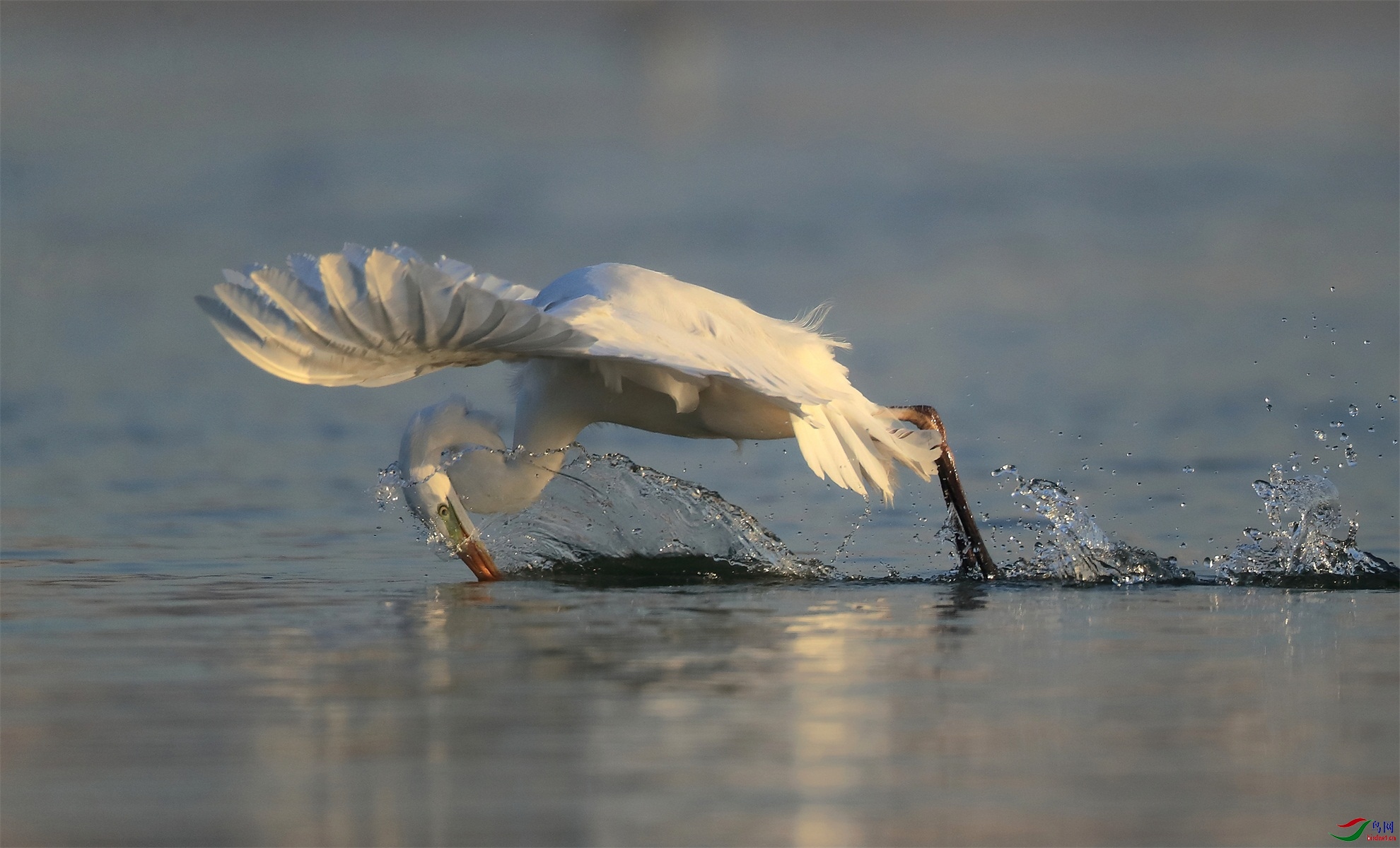 BL5I0341 - ����.JPG