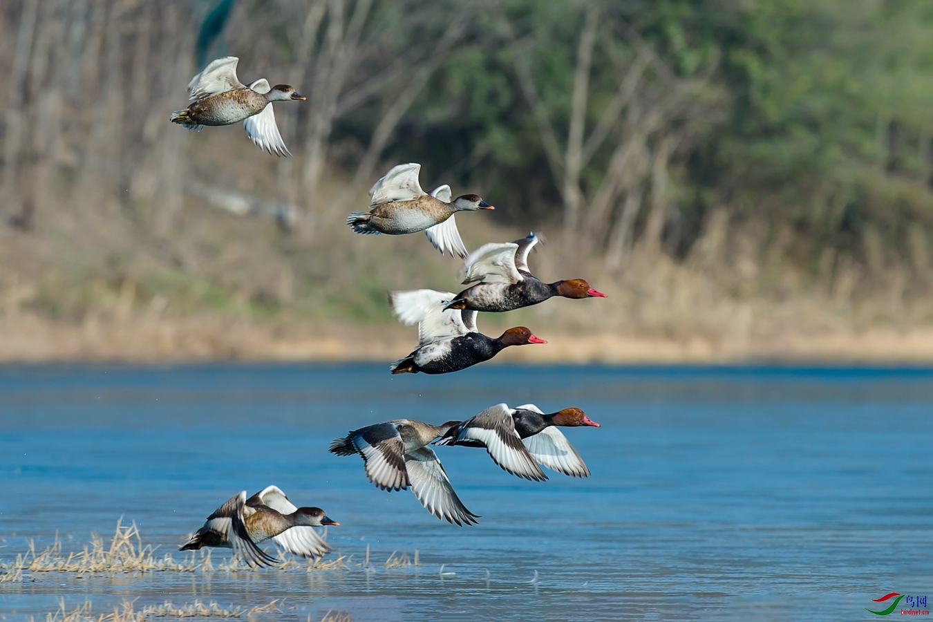 XCG1_5633 - ����.jpg