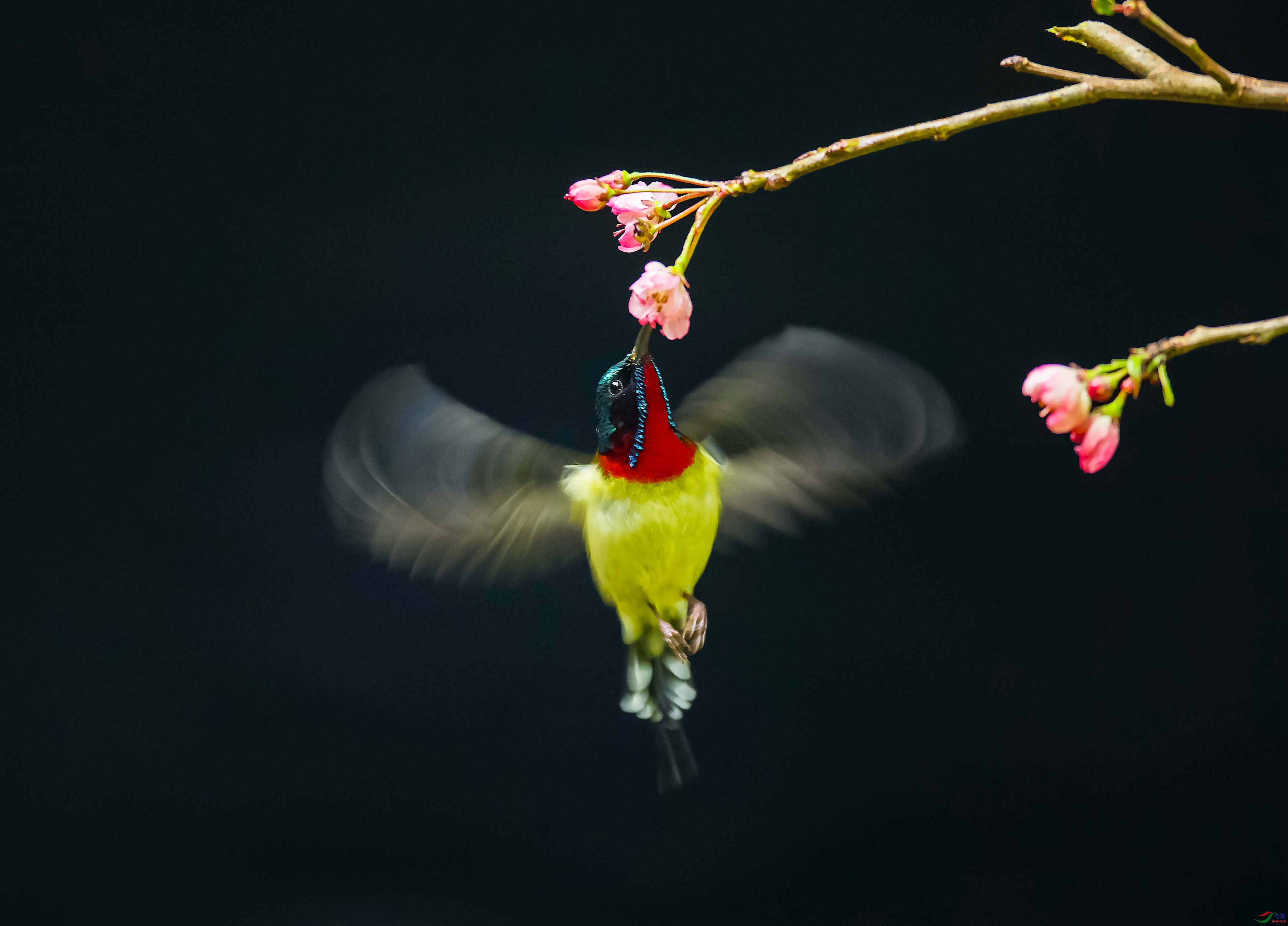 ��ͣ�Ĳ�β̫����