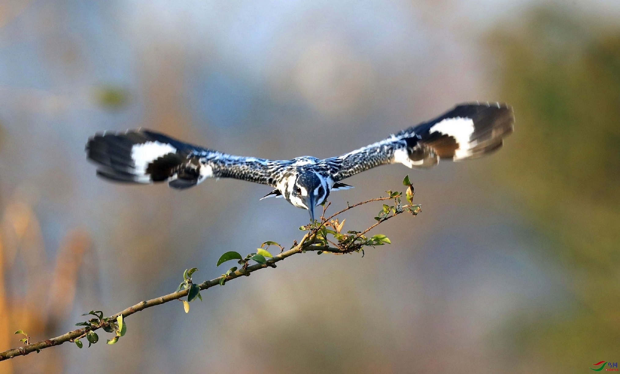 A15I0546 - ����.JPG