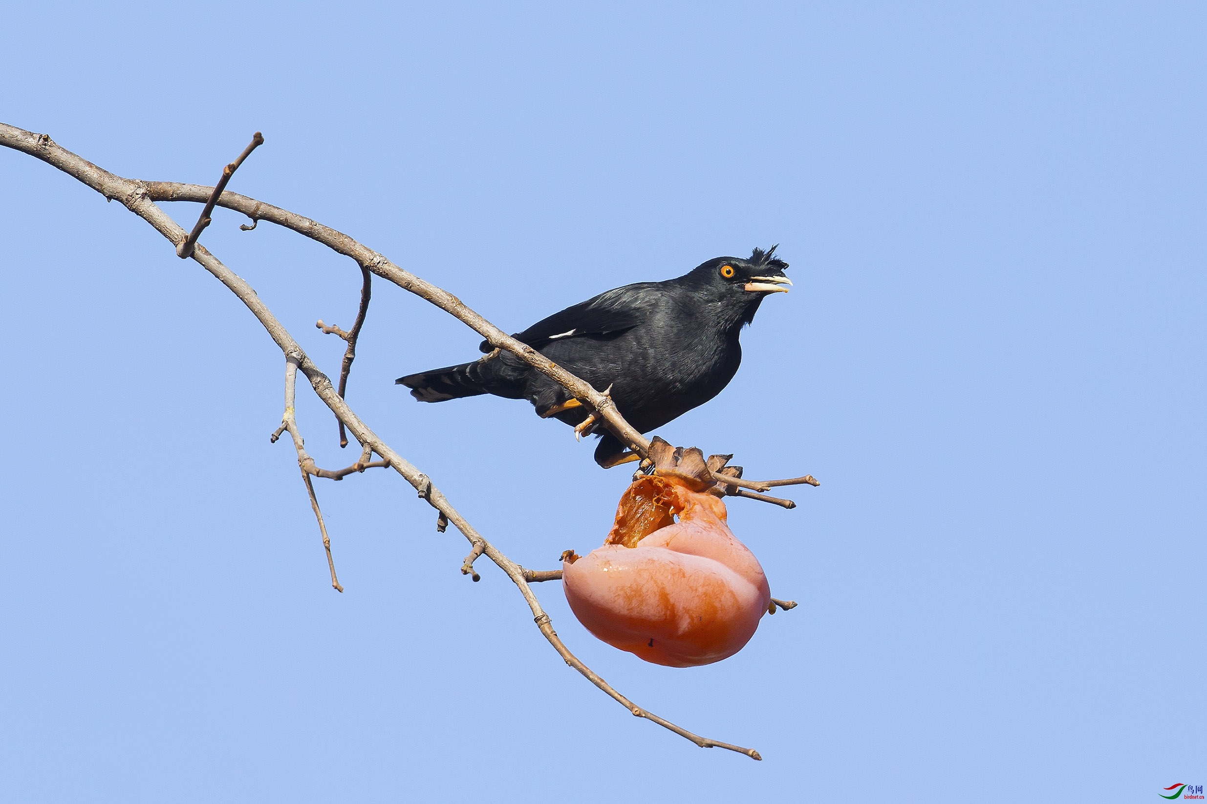 柿子树上的八哥