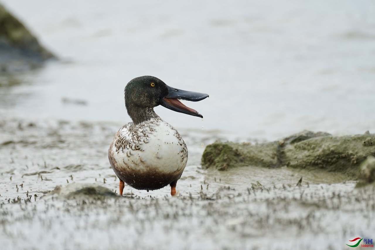 �һ�������