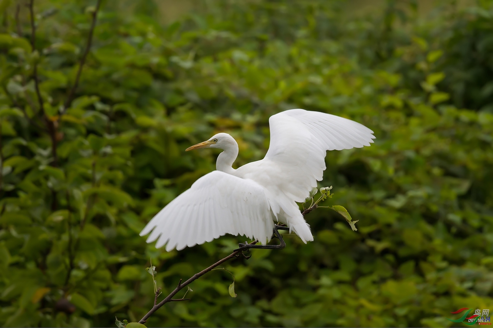 77089 ��ʦ�����ں�����.jpg