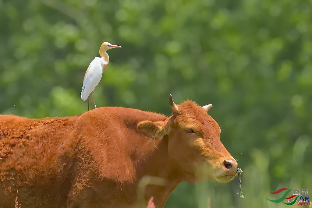 ����ͷ ��ʦ�����ں���ʡ�人��.jpg