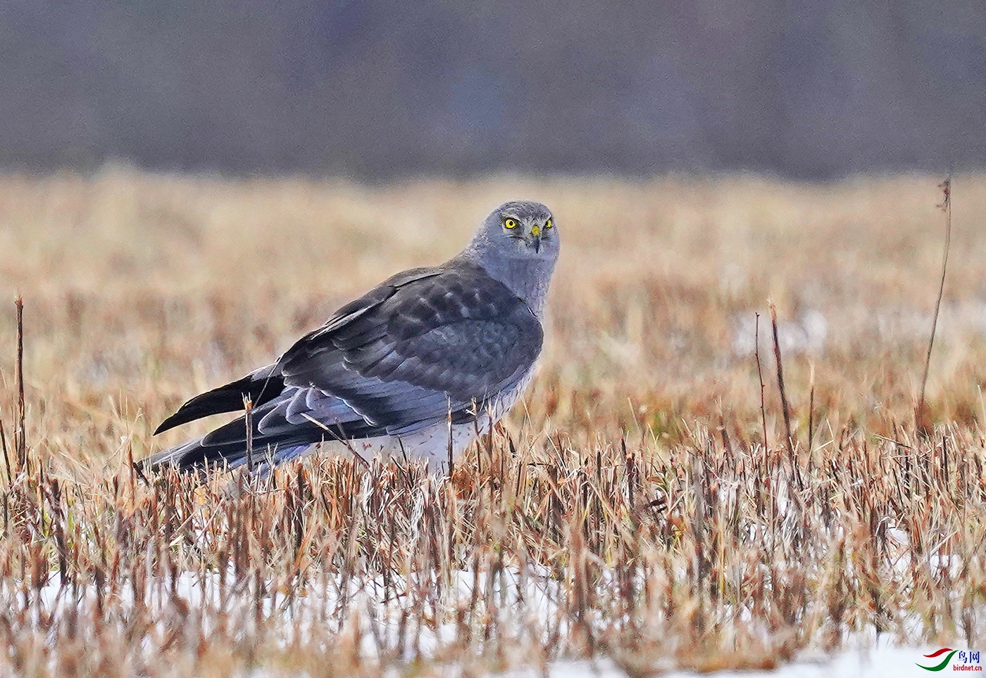 捕鼠白尾鹞的雄鸟