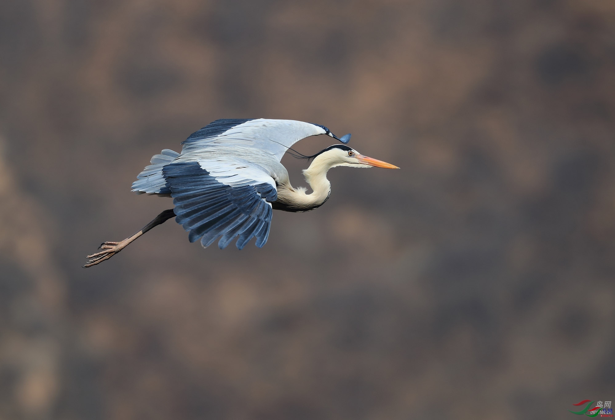 �ǲ� ��ʦ�����ںӱ�ʡʯ��ׯ��ƽɽ��.jpg