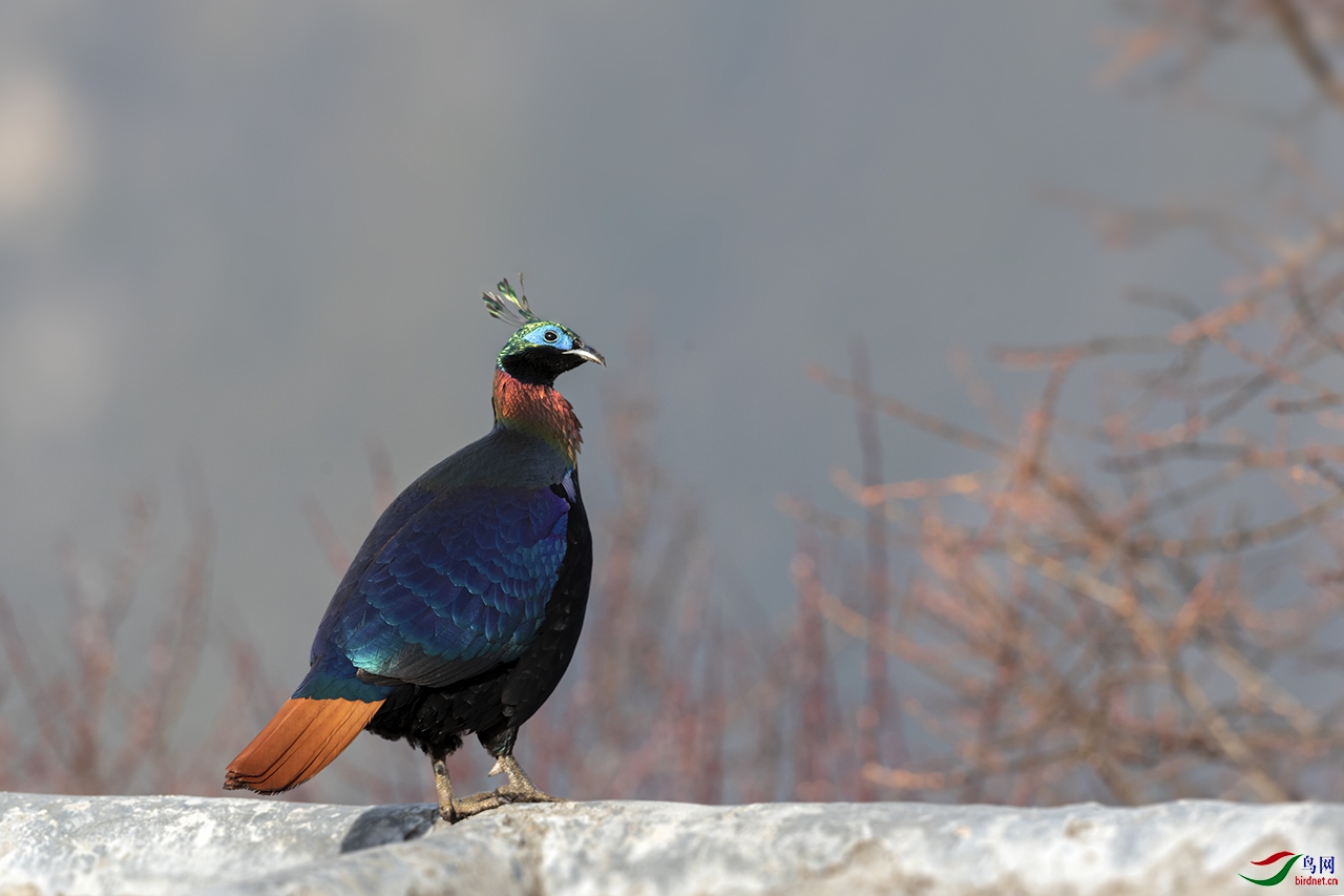 ��β����