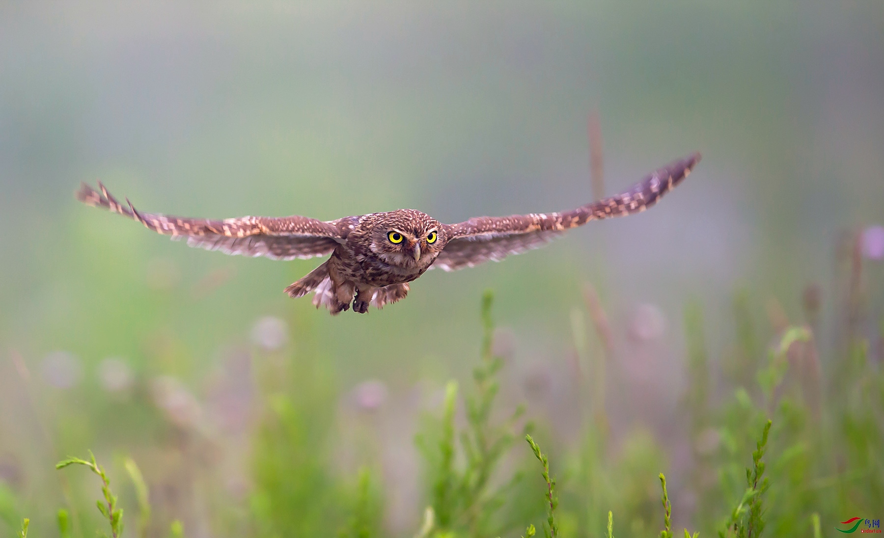 ���Ƹ�С�^