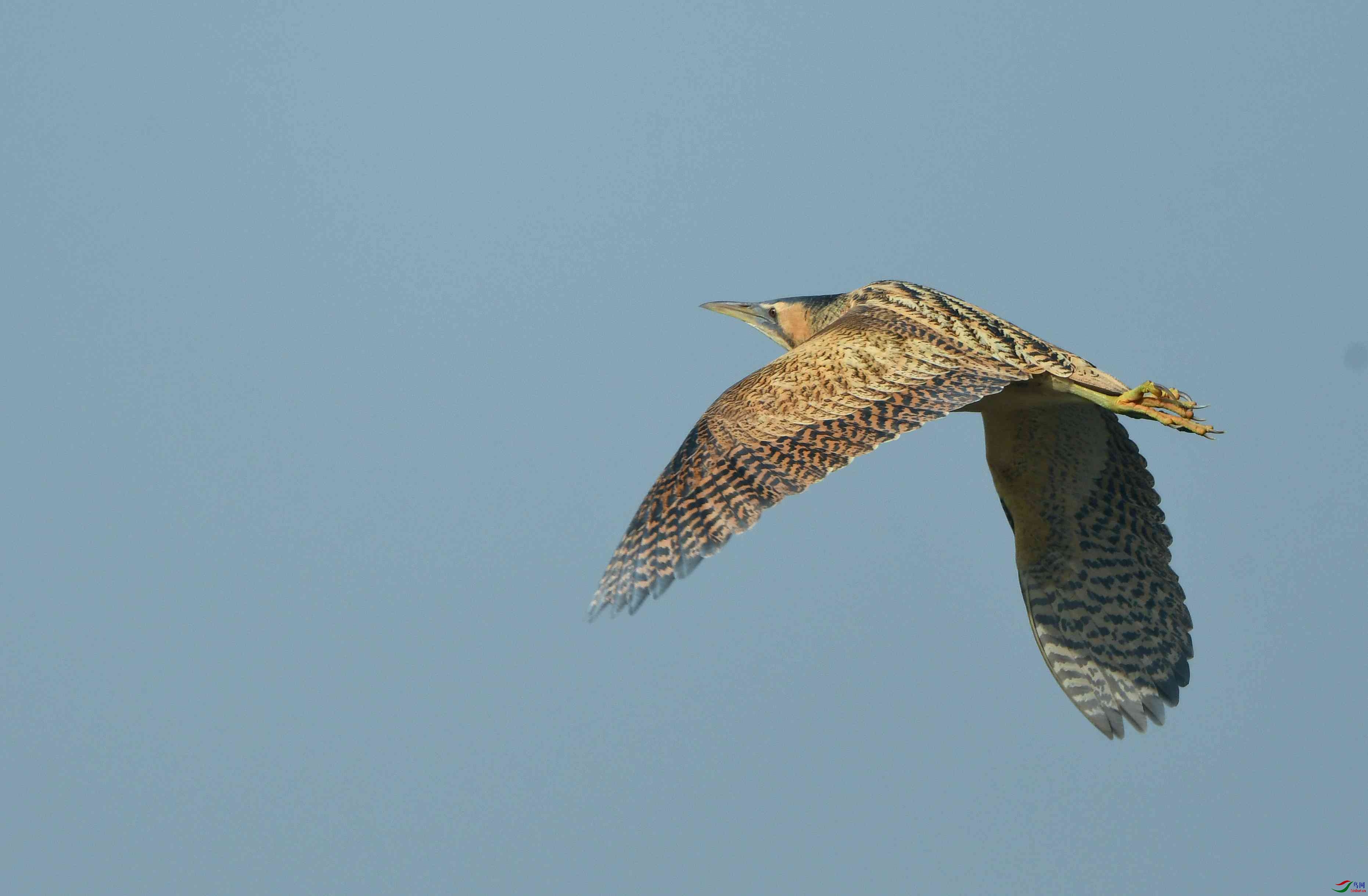 LXC_5954_����.jpg