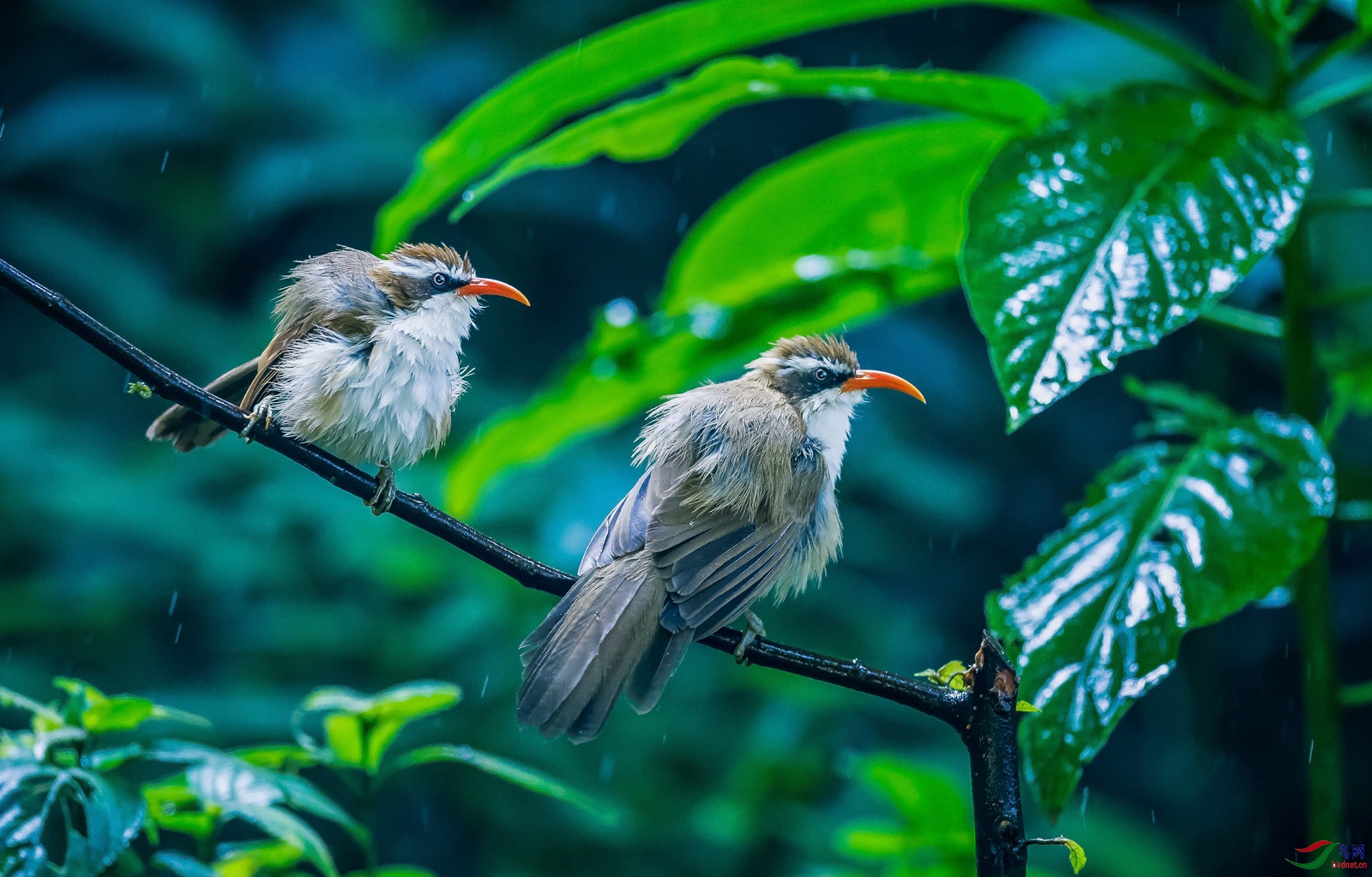 《滇西川西自然生态摄影之旅》滇西天然森林深处 动物鸟类的