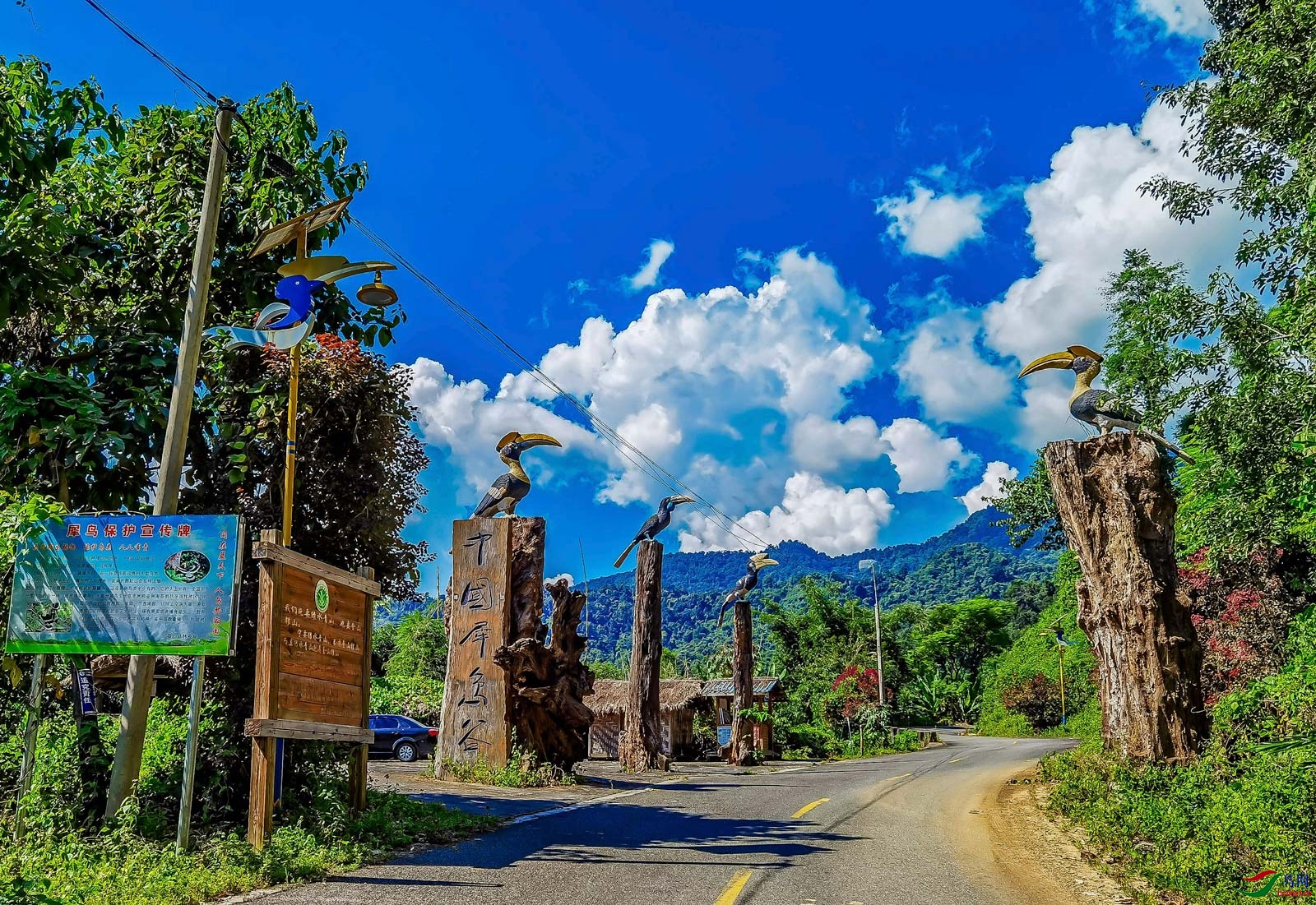 滇西川西自然生态摄影之旅滇西天然森林深处动物鸟类的