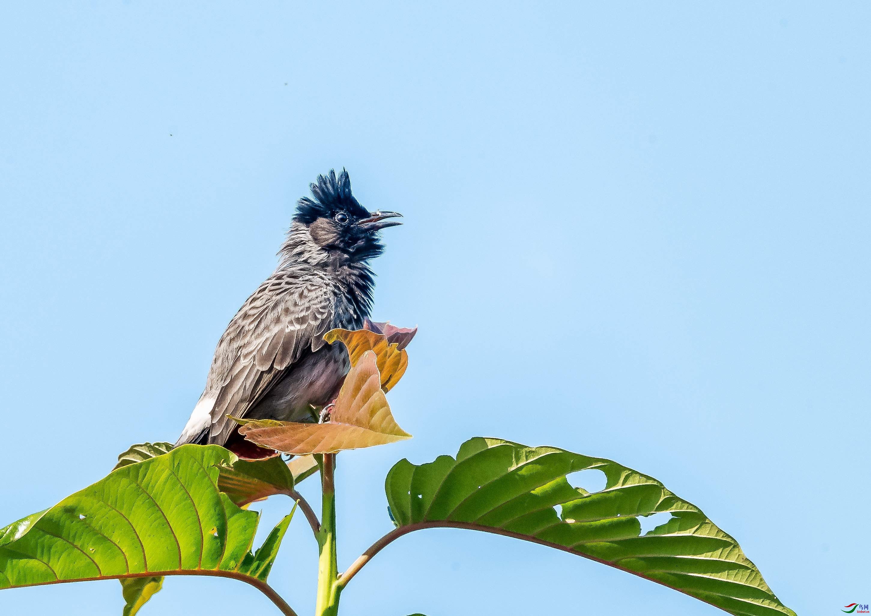 -5“_DSC4219黑喉红臀鹎�