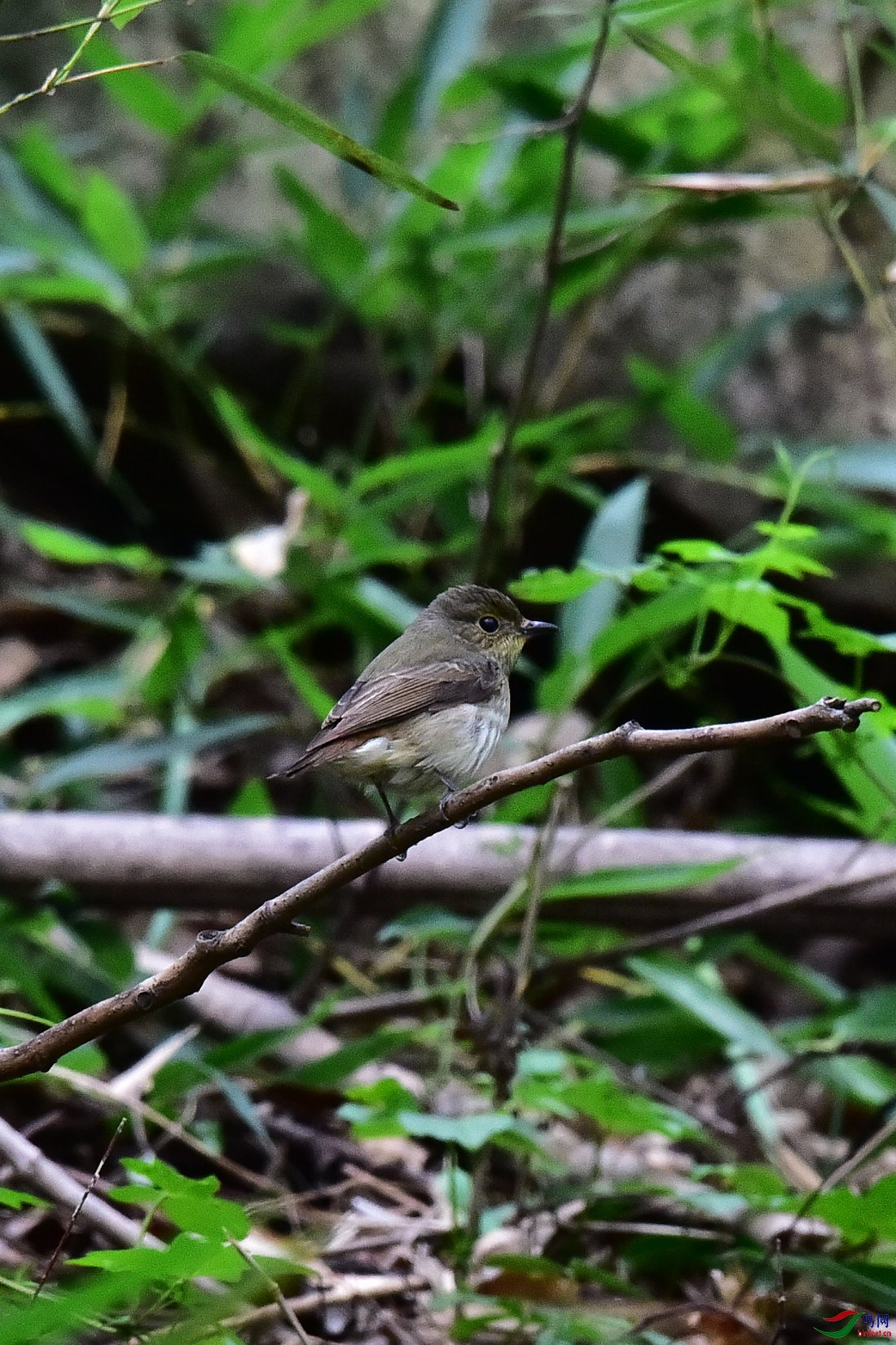 DSC_0329.JPG
