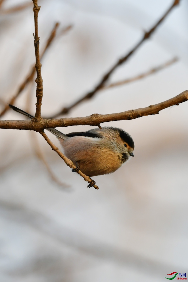 DSC_8957.jpg