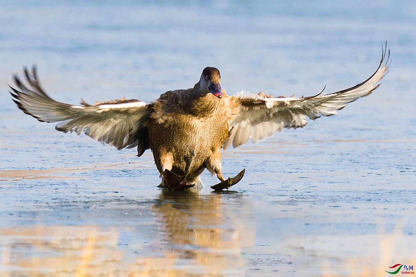 XCG_5692 - ����.jpg