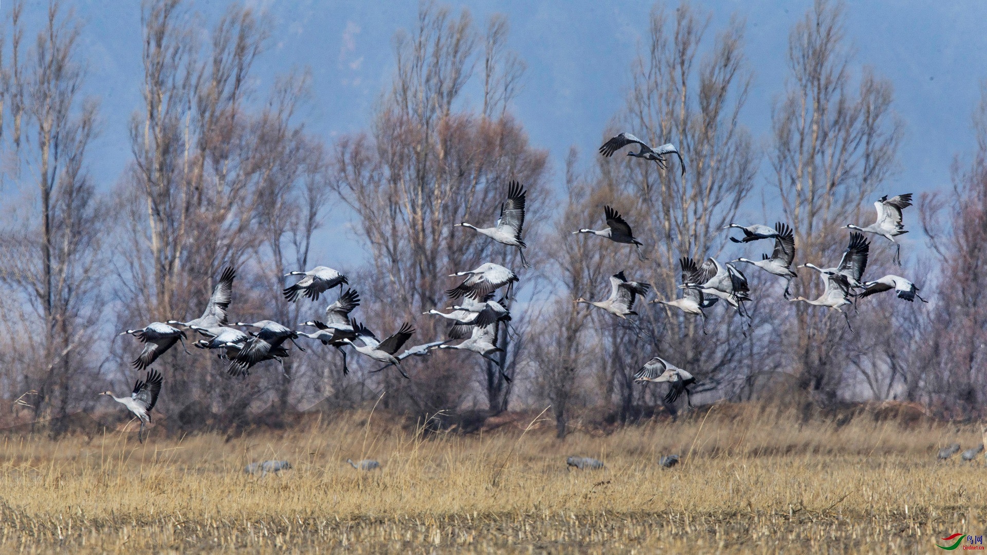 BW4Q3083- - ���� - ����.jpg