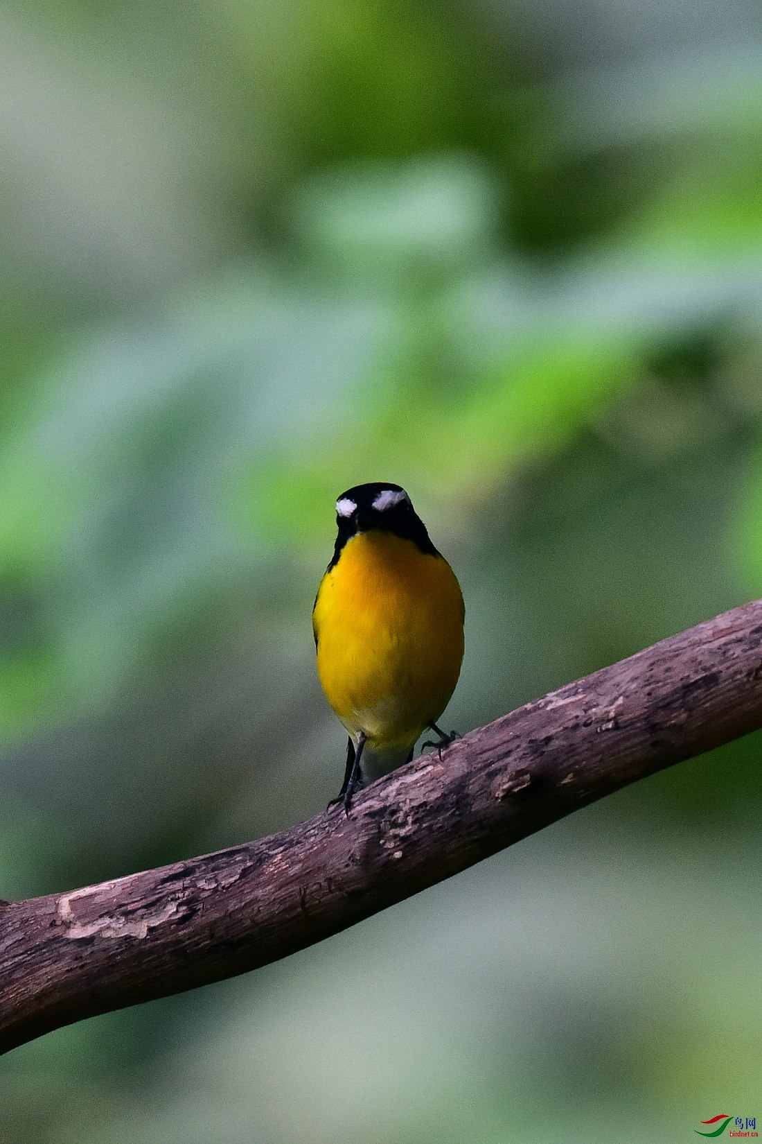 DSC_0333.JPG