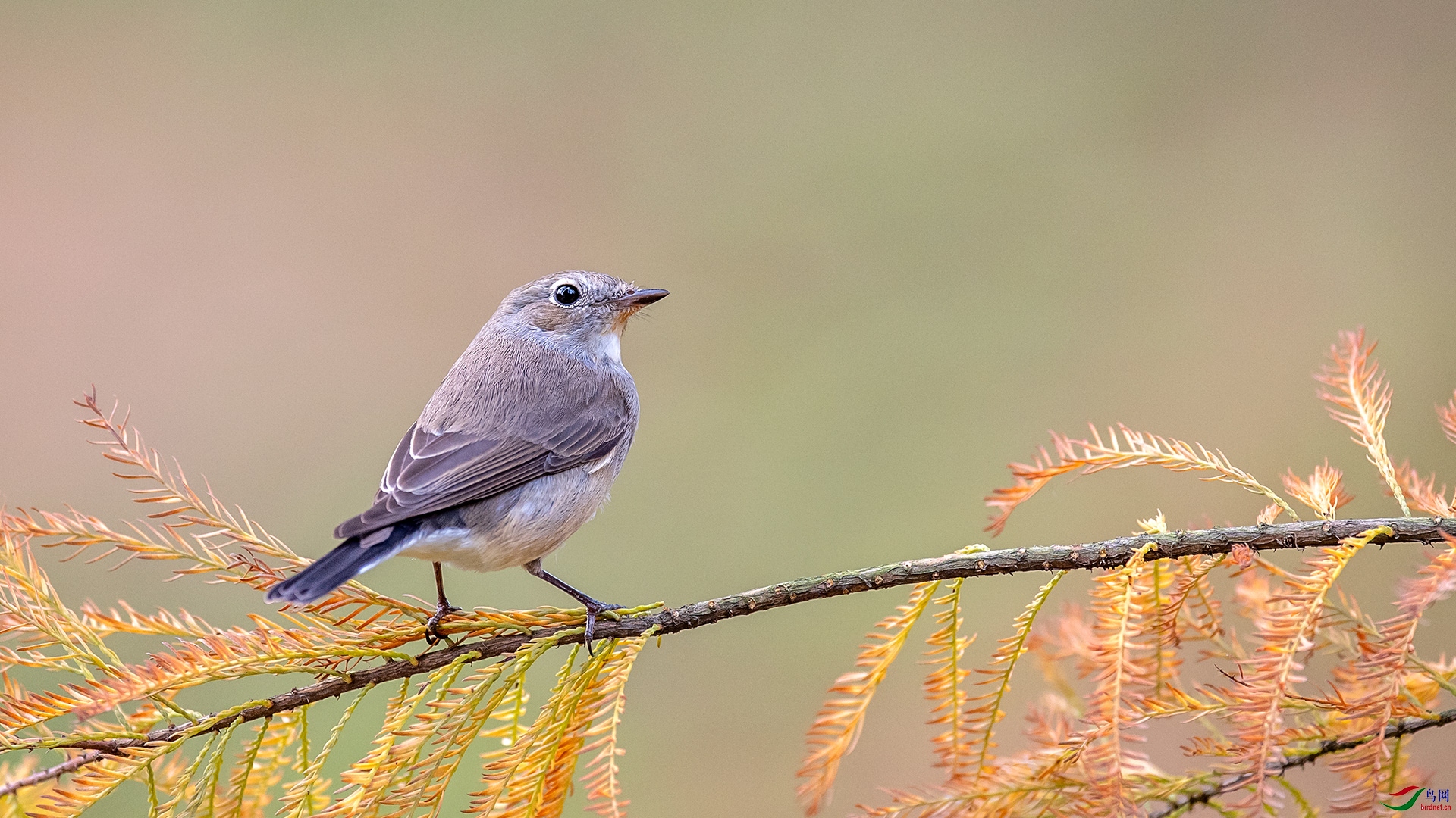 DSC_2239.jpg