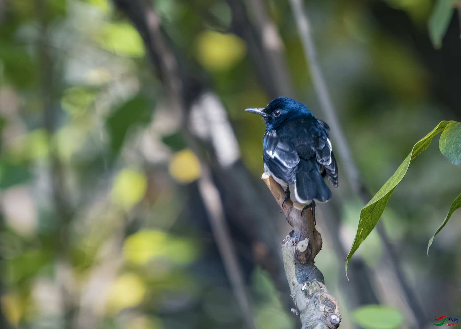 DSC_2062-2.jpg