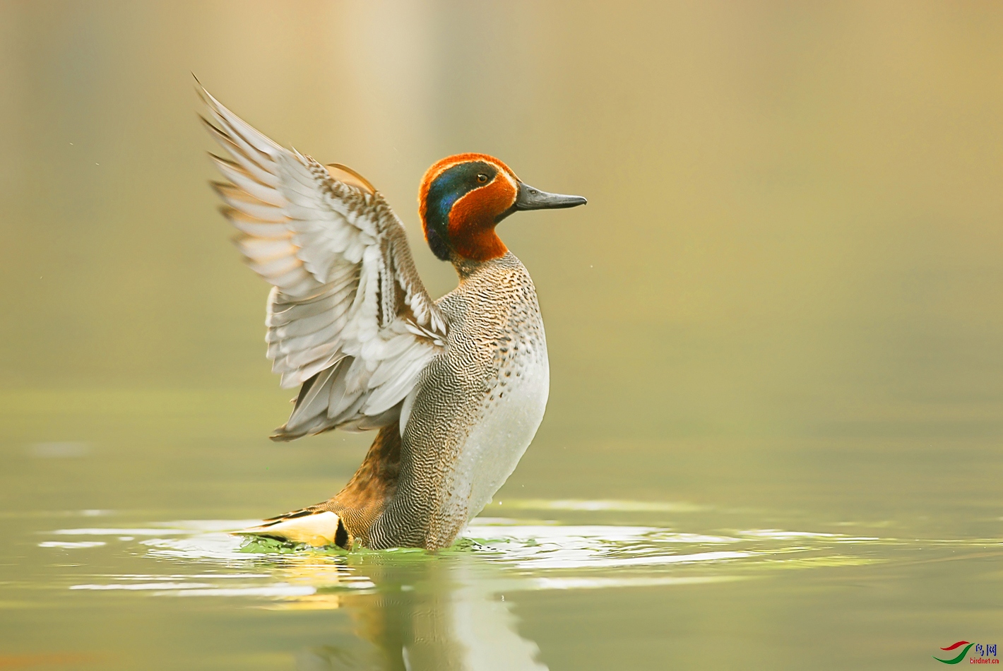 DSC_0359 ��������.jpg