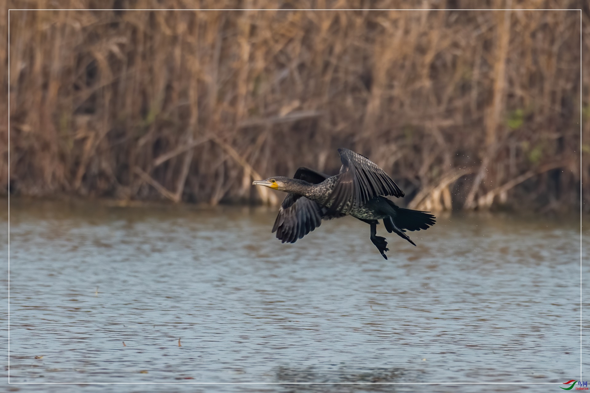 100�ף���������Ϊ���ܲ�����
