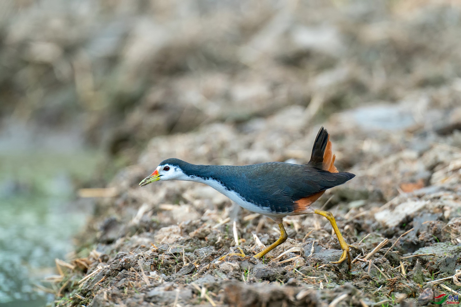A9D01977a.jpg