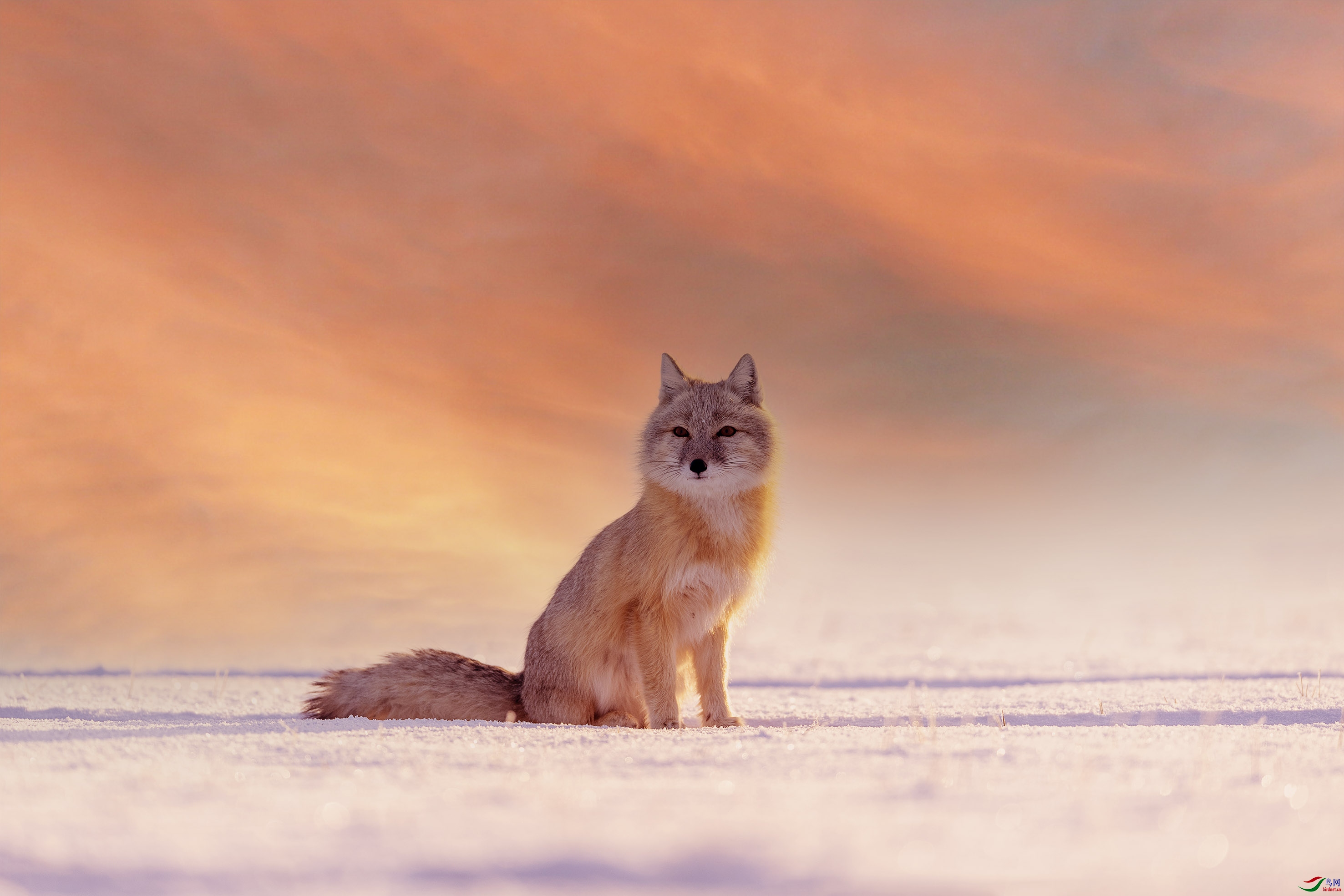 哺乳仙狐下凡贺荣获首页vip佳作