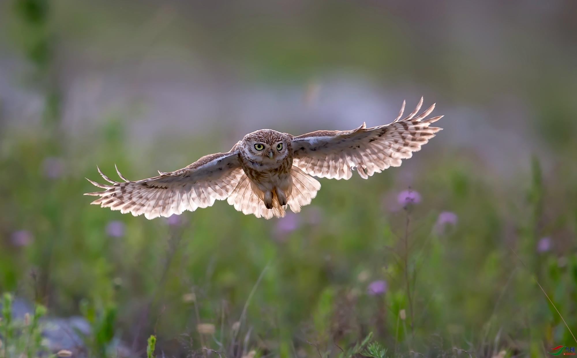 ���Ƹ�С�^