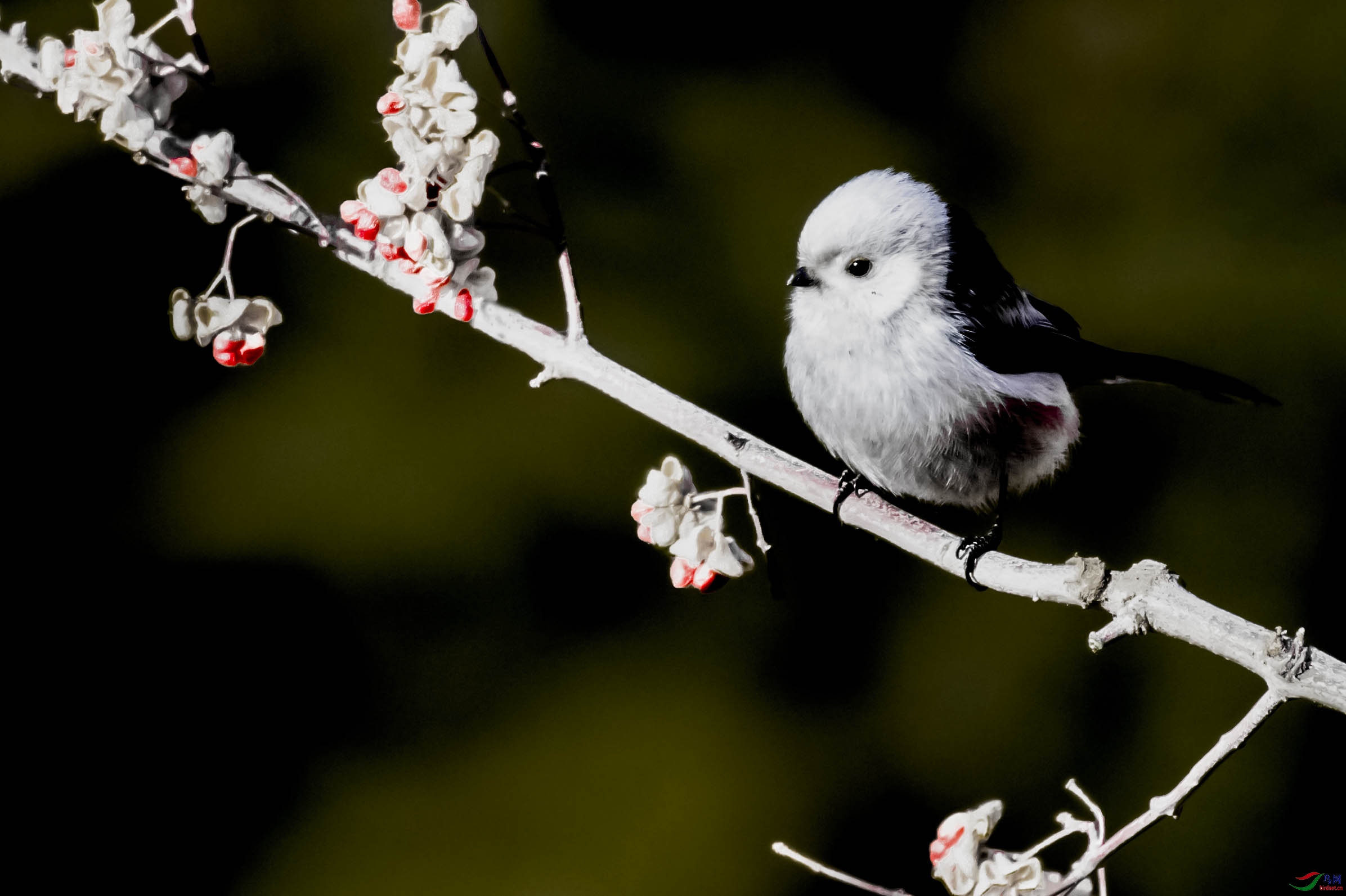 多么呆萌的小鸟