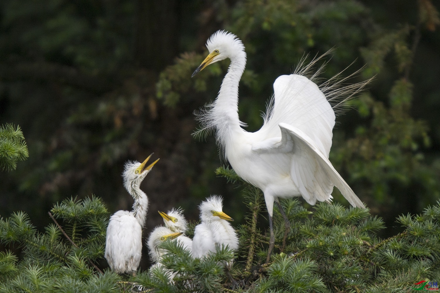 ����-�ٴ� ��ʦ��������ɽ��-0.jpg