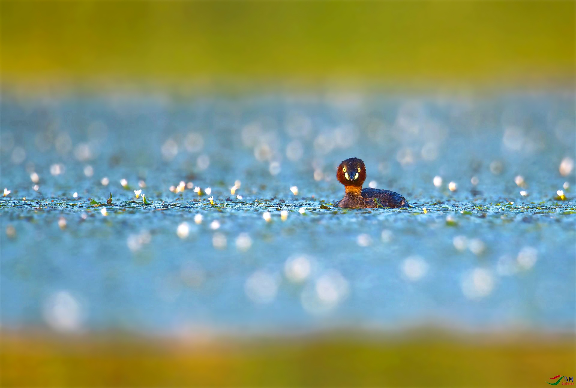 DSC_0954 ����-1_����.jpg