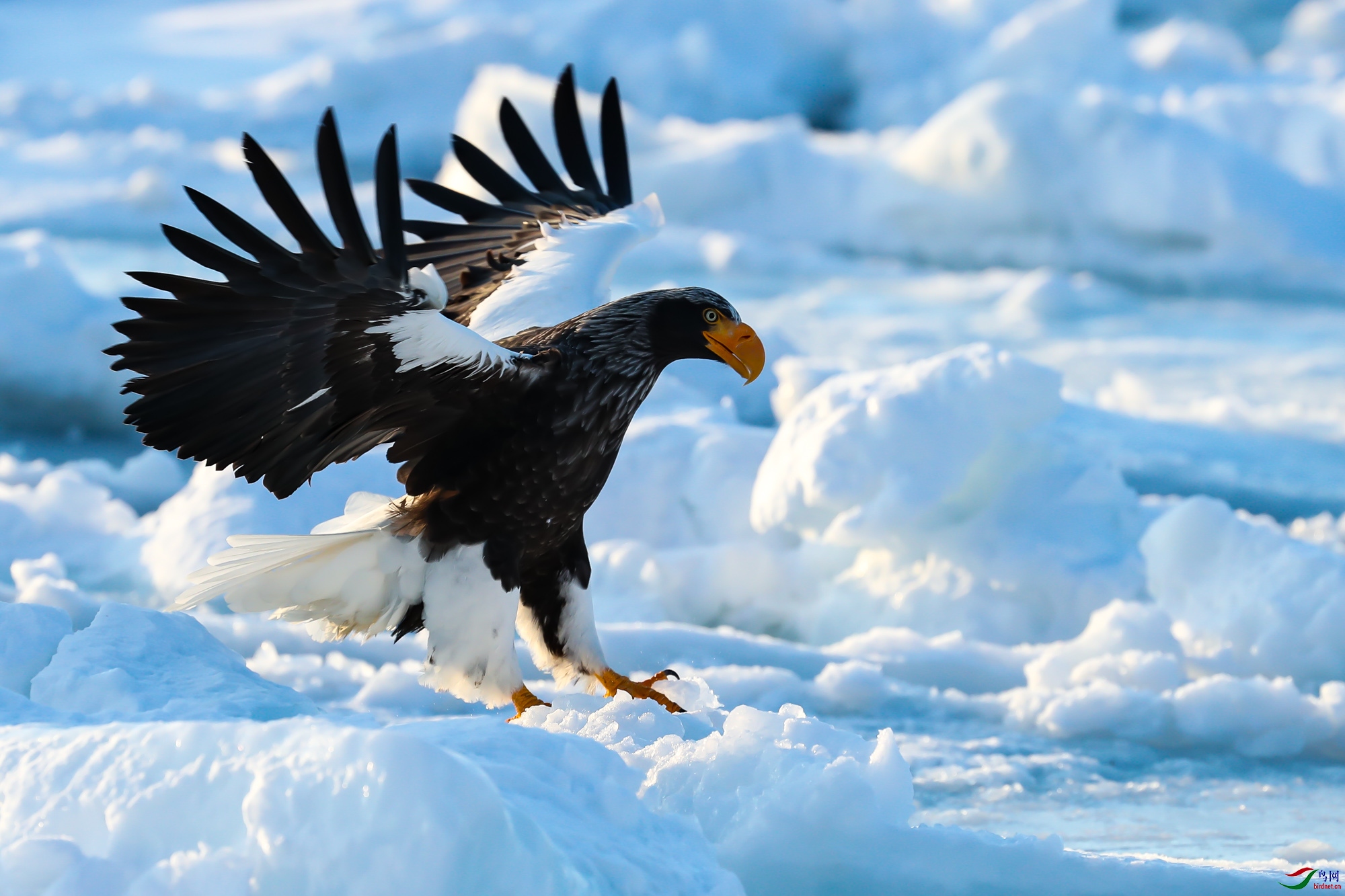 猛禽虎雕来也祝贺老师佳作荣获vip综合精华