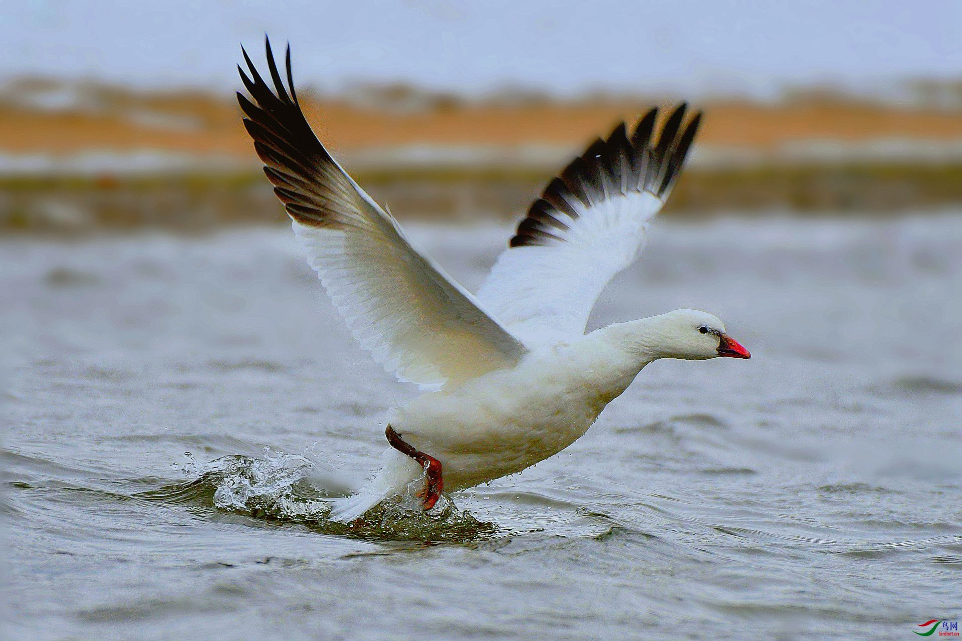 DSC_7597_副本.jpg