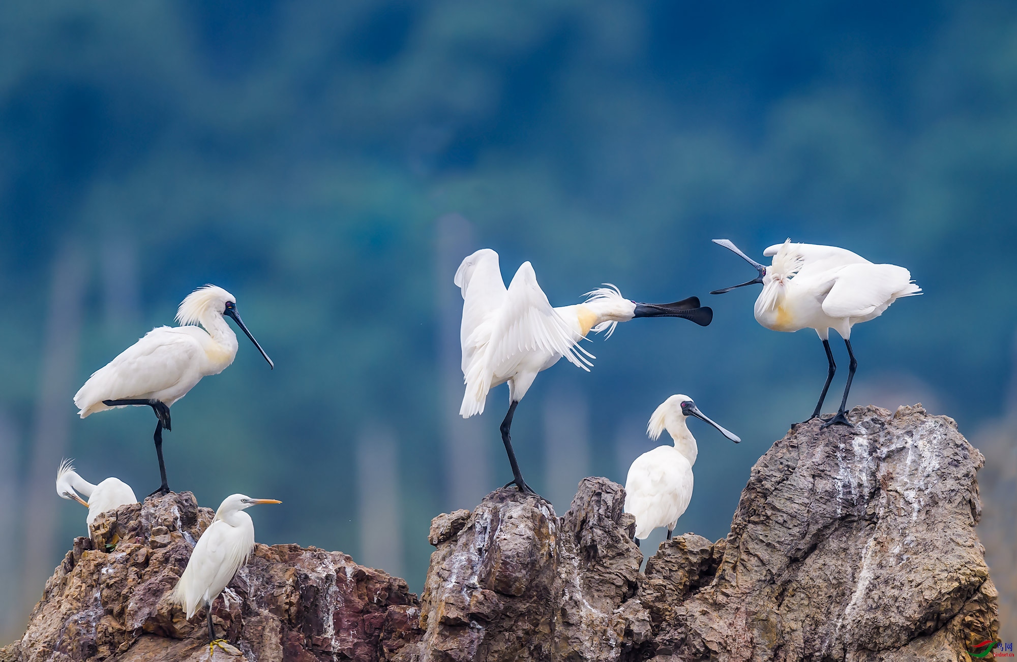 黑脸琵鹭与白鹭