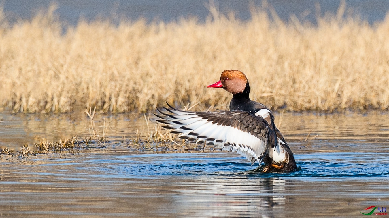 XCG_9527 - ����.jpg