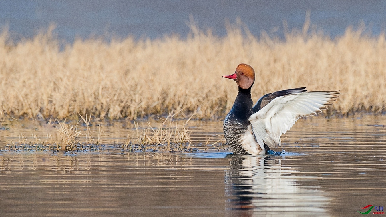 XCG_9649 - ����.jpg