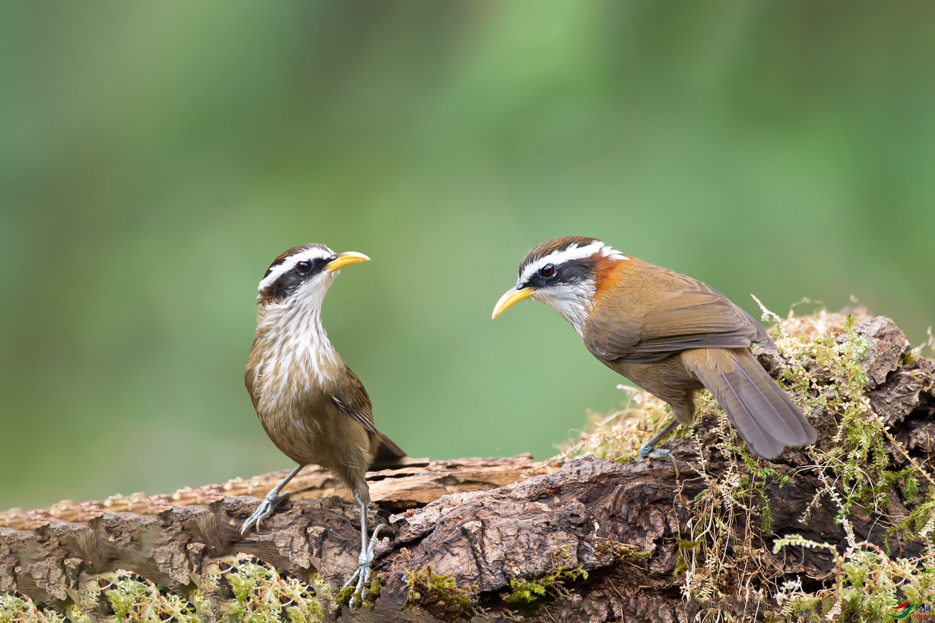 DSC_7932-1_����2.jpg