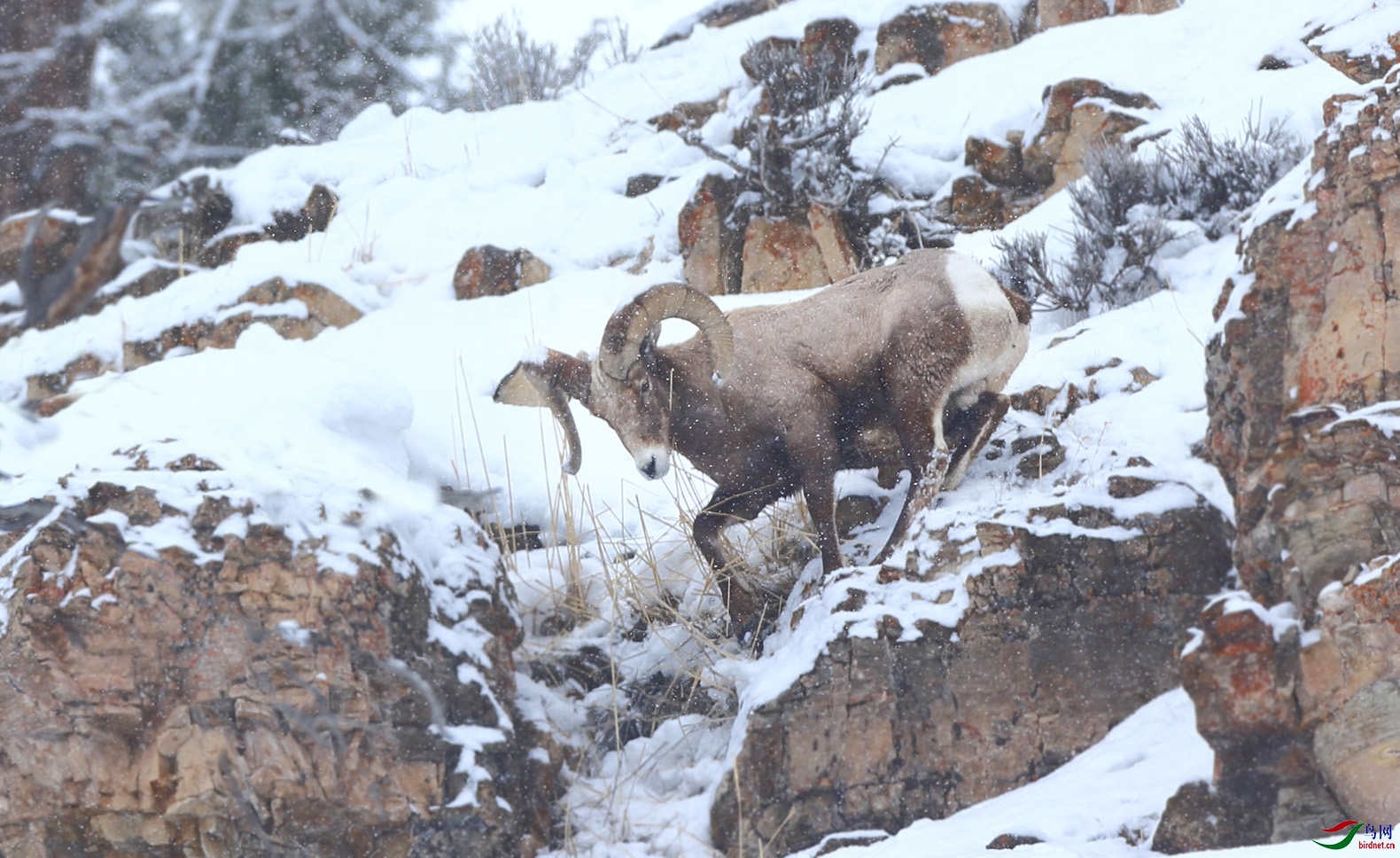 雪中大角盘羊