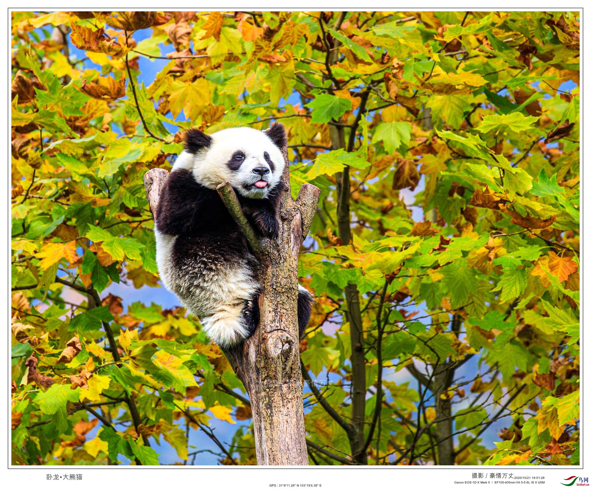 看看熊猫是怎么上树的
