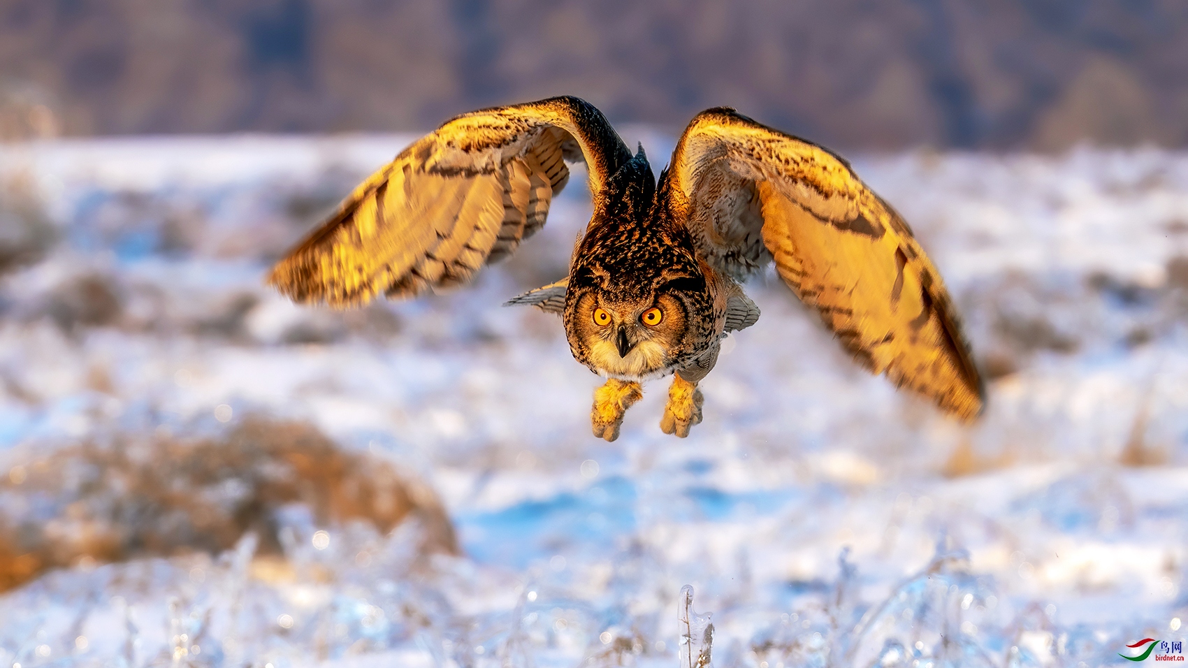 夕霞覆羽金色光雕鸮雪野凌空降