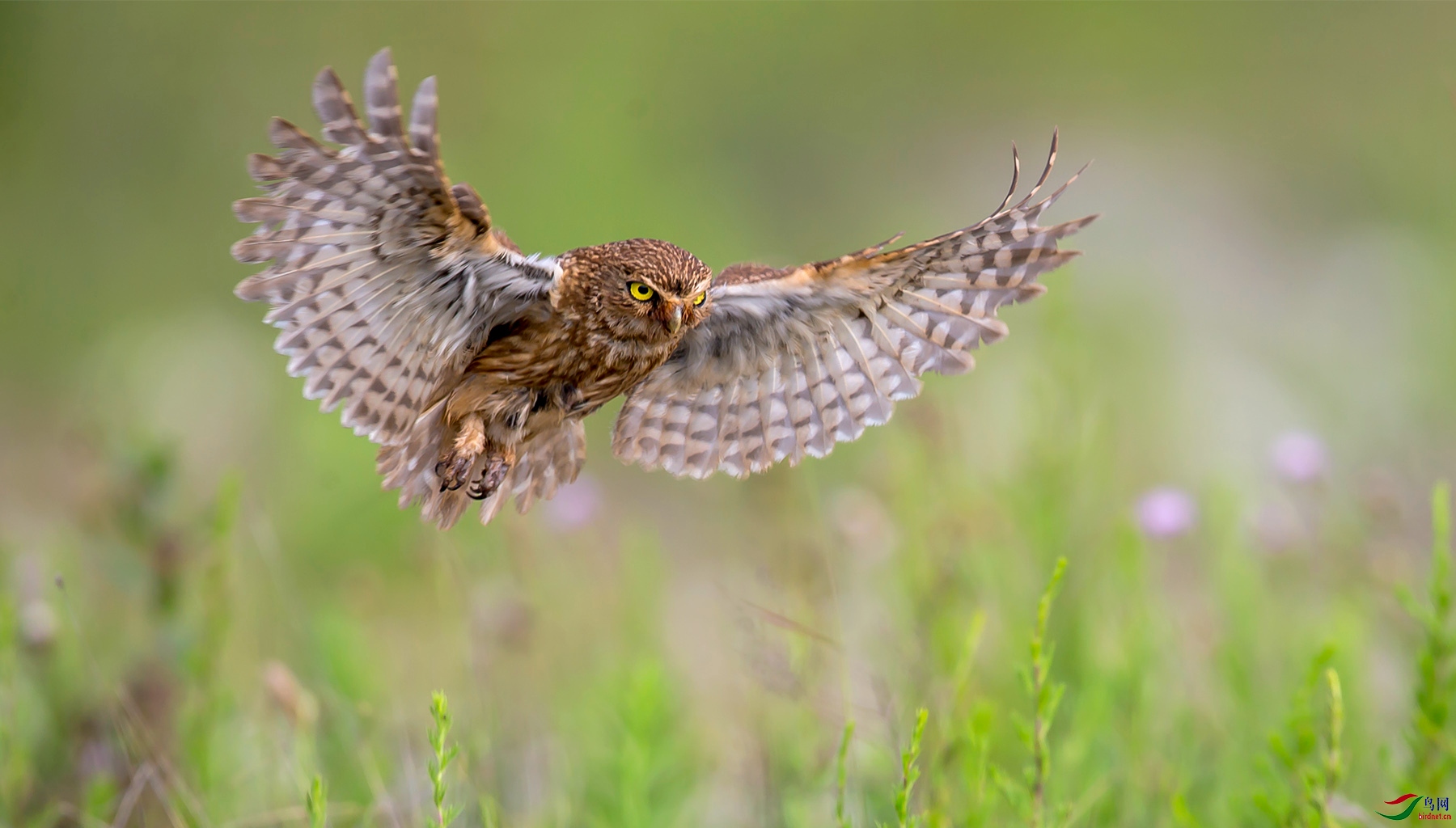 ���Ƹ�С�^