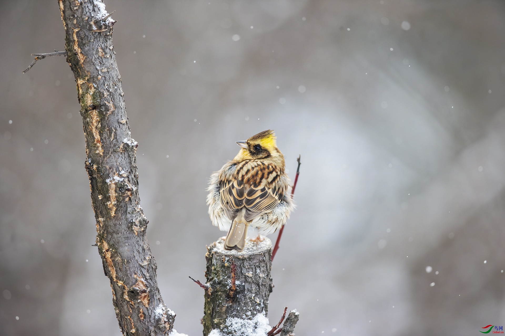 雪中小鸟
