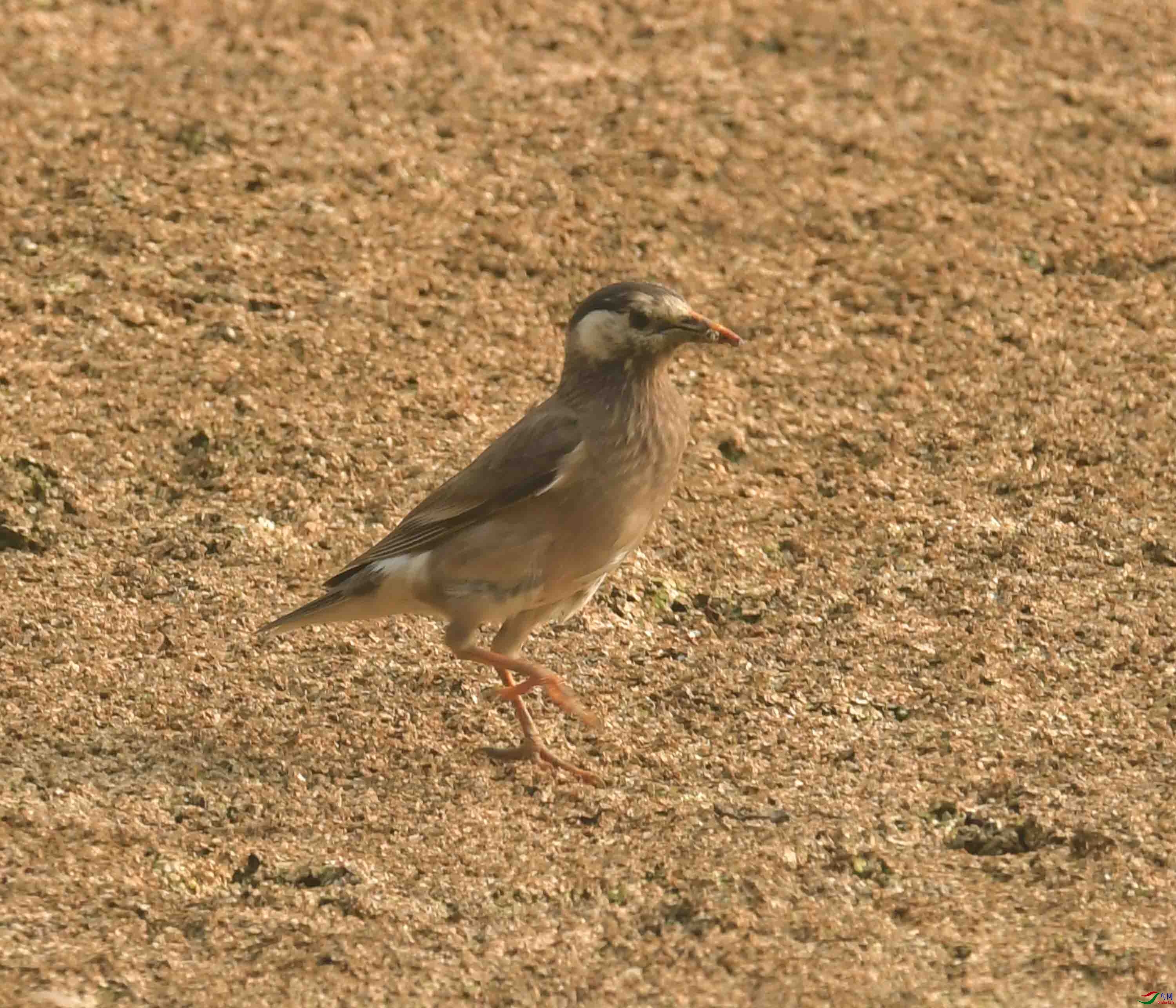 一组灰椋鸟清河寻食散步