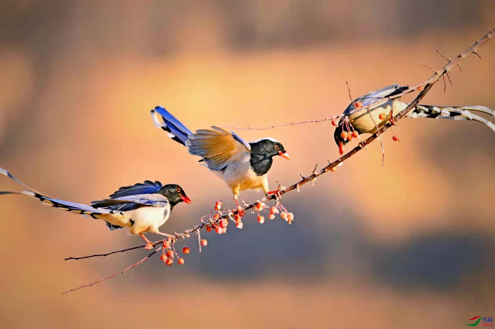 93017b3118bd3b959d0ae9cb98ef66b.jpg
