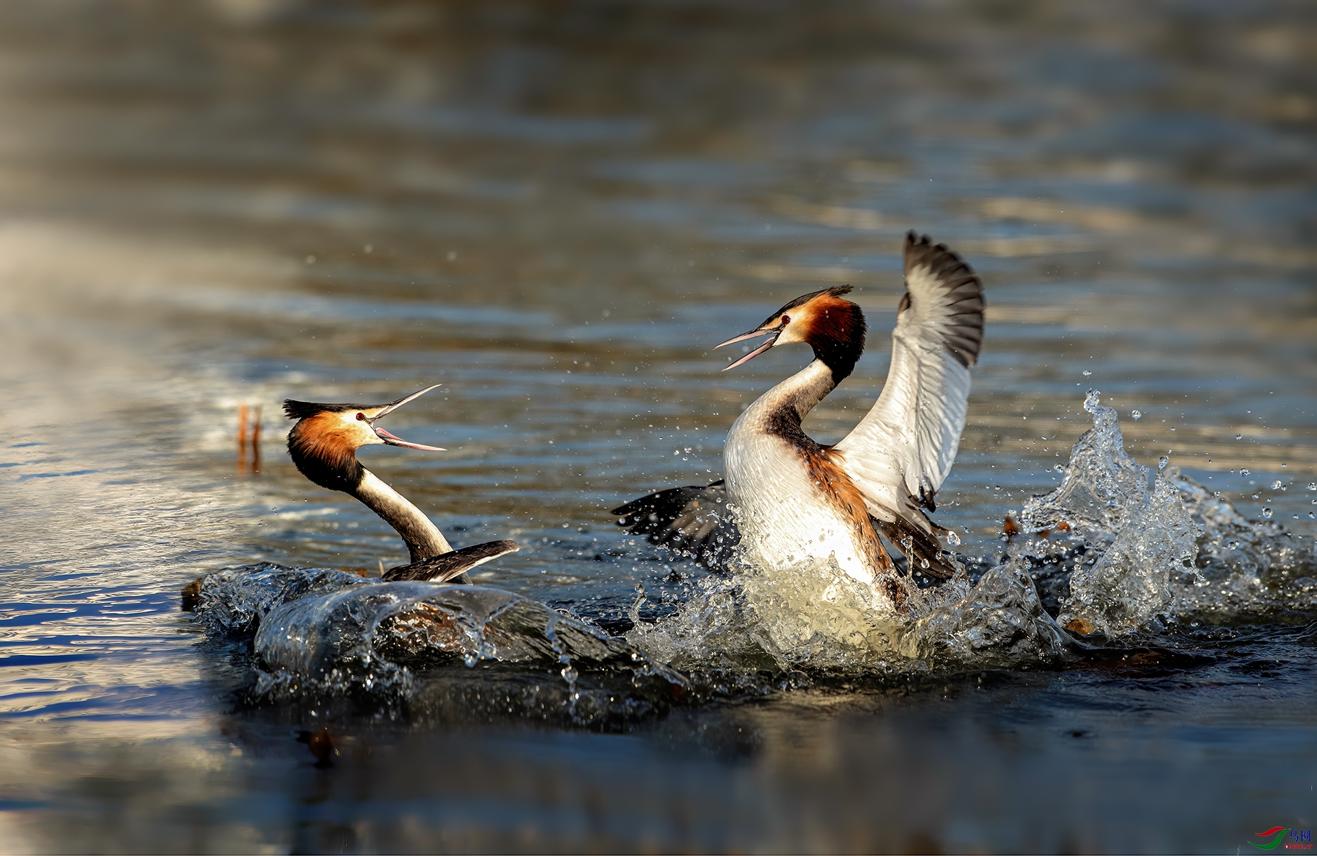 BS 2I      4487 - ����-1-1-1.jpg