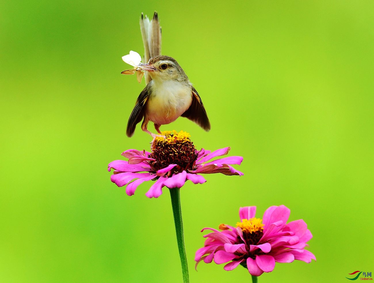 DSC_6263 - ����.JPG