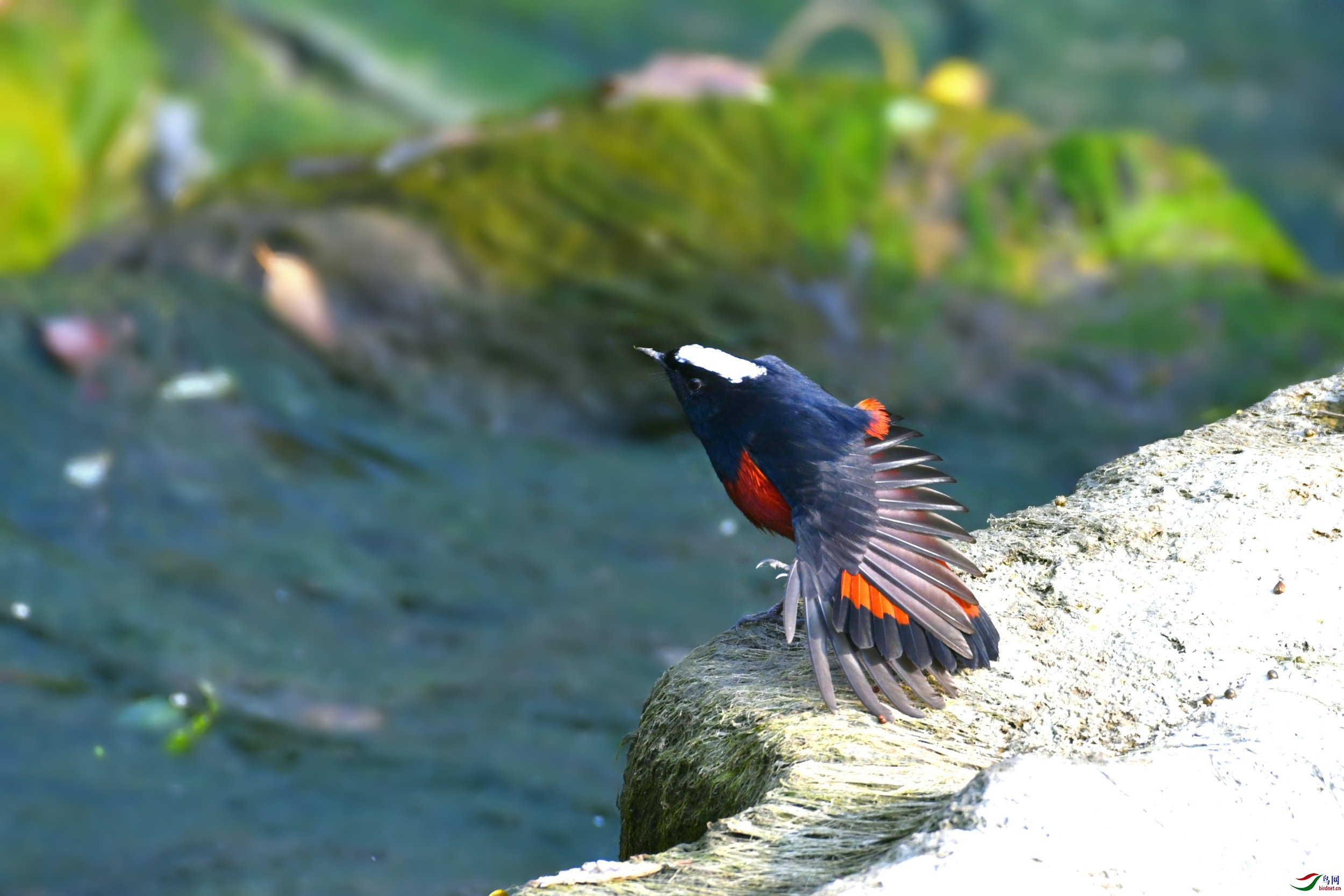 _DSC8071.JPG